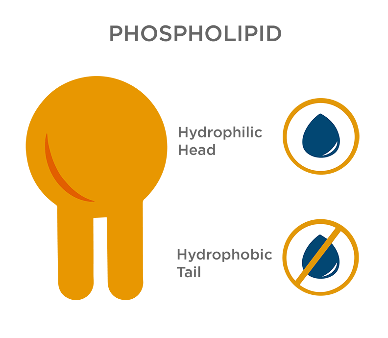 illustration of a phospholipid with its hydrophobic tail and hydrophilic head