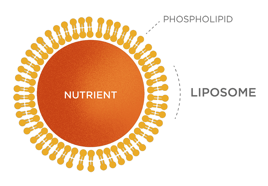 illustration of nutrient encapsulated in a liposome