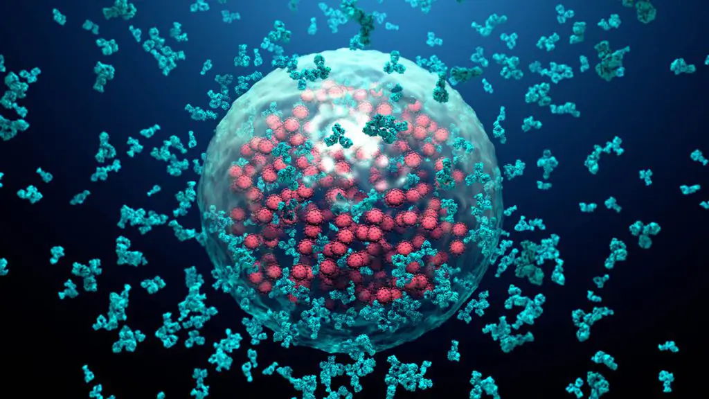 Antibodies destroy an infected cell, illustrating glutathione immune system support